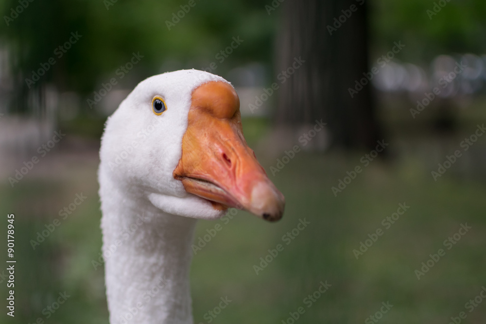 goose goose