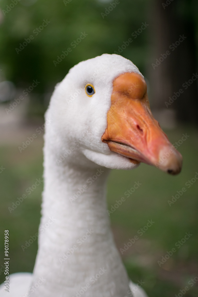 goose 