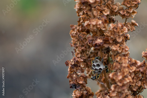 wasp 