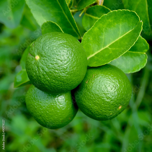 Growing organic lemons