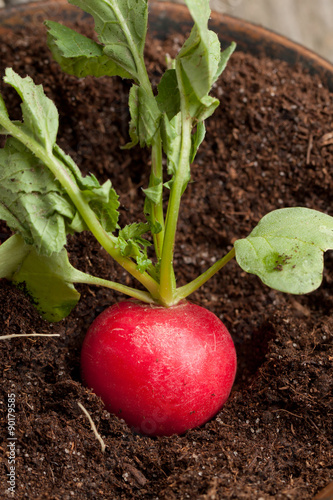 Fresh radish in soil