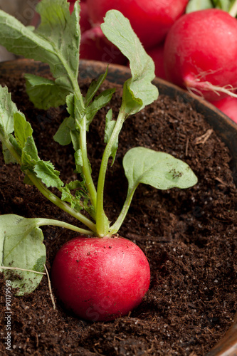 Fresh radish in soil