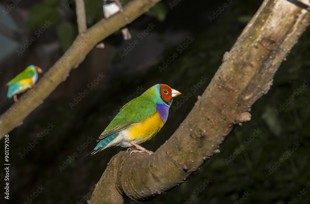 Fototapeta premium Beautiful Gouldian Finch