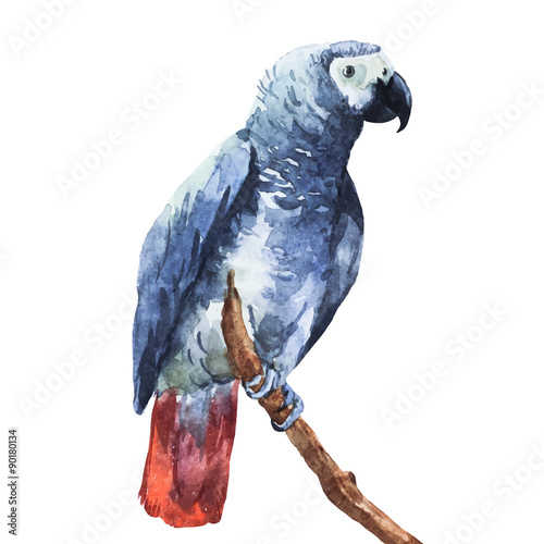 Watercolor parrot
