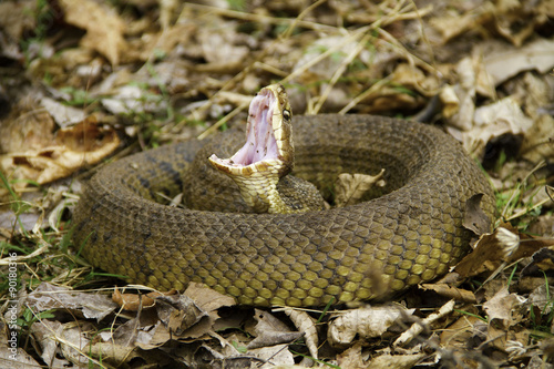 Water moccasin threat display