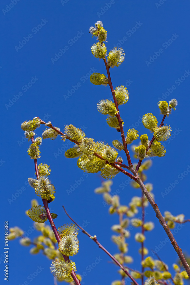 Ива пепельная (Salix cinerea). Ветка ивы во время цветения Ива пепельная (Salix cinerea). Ветка ивы во время цветения
