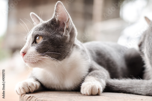 Cute cat relax on wooden background