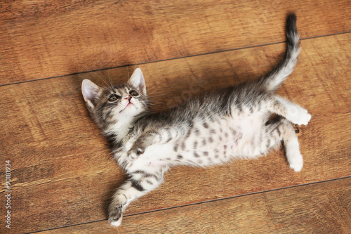 Cute gray kitten on floor at home