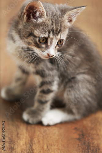 Cute gray kitten on floor at home © Africa Studio