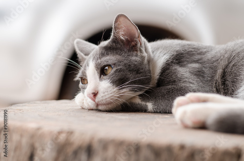 Cute cat sleeping on wooden,lonely concept