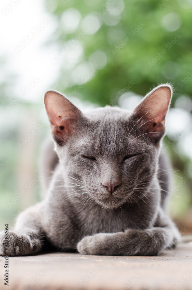 Obraz premium Gray cat is sleeping on wooden with bokeh background