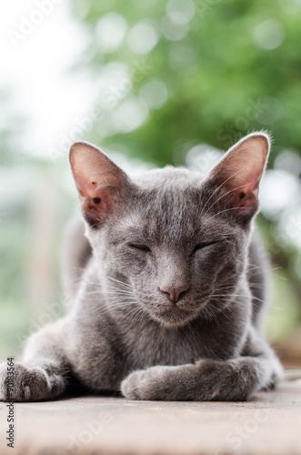 Gray cat is sleeping on wooden with bokeh background