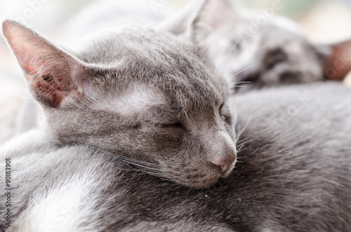 Couple cat sleep together