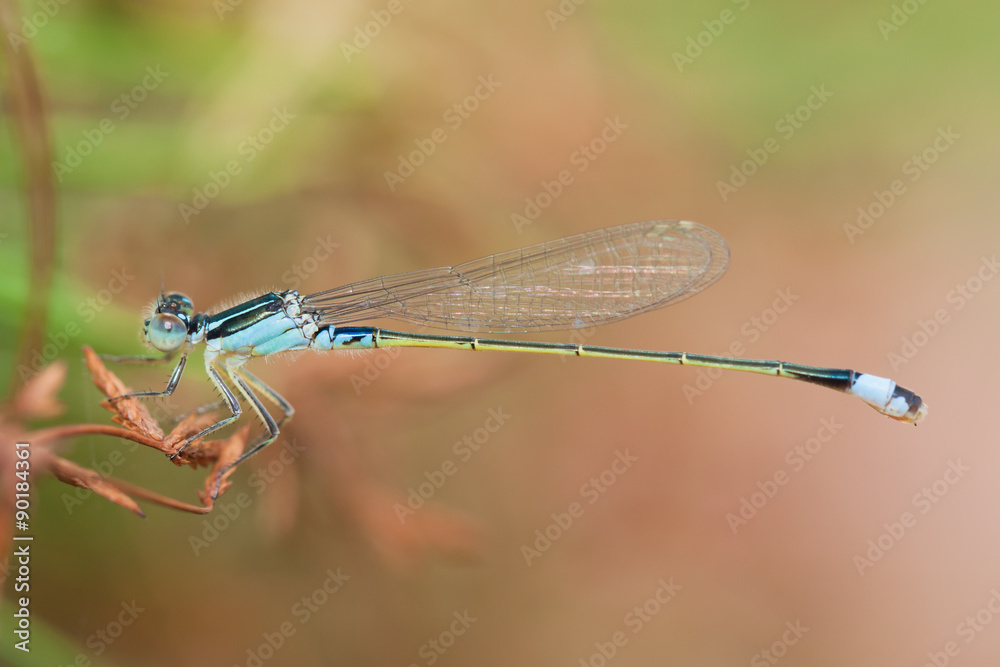 dragonfly