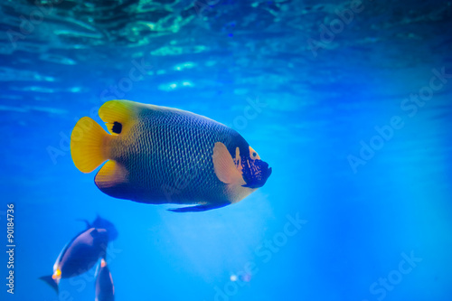 Blueface Angel Fish © k009034