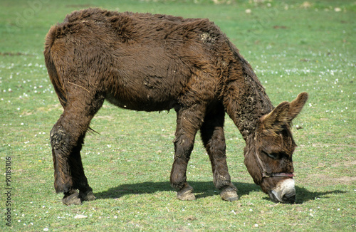 Ane, Race baudet du Poitou photo