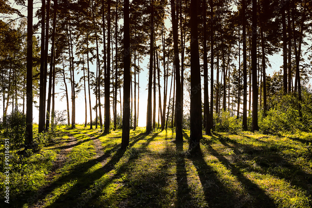 Fototapeta premium Вечерний пейзаж в сосновом лесу. Россия,Сибирь