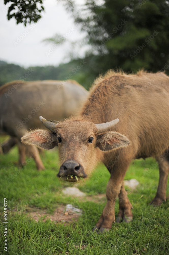 Buffalo