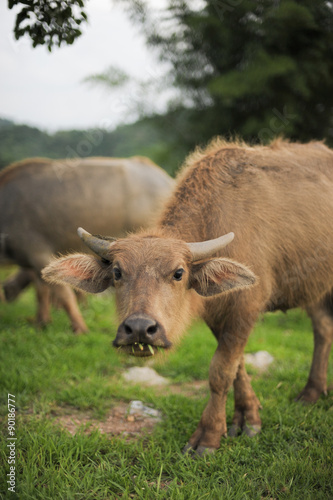 Buffalo