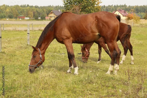 Obraz Konie na pastwisku