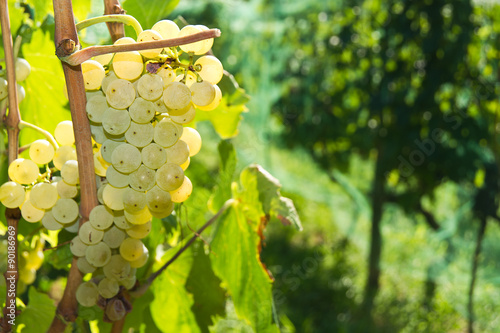 Malvasia grape also known as Malvazia is a group of wine grape varieties 

grown historically in the Mediterranean region 
 photo