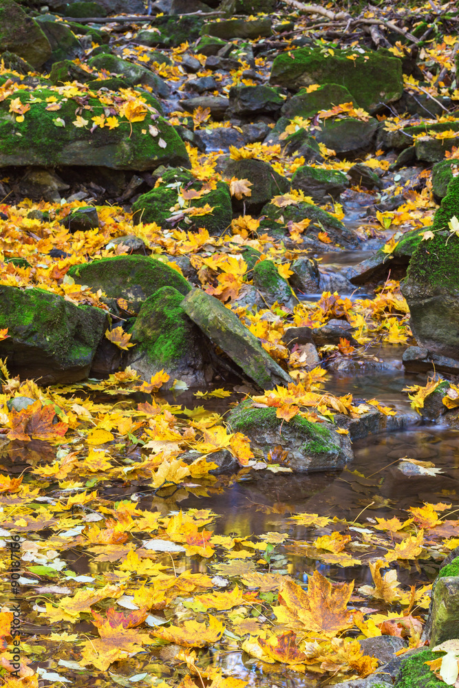 Leaves and rocks in the stream Leaves and rocks in the stream
