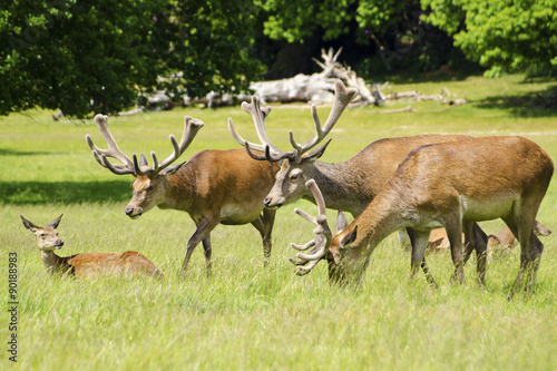 Fototapeta Naklejka Na Ścianę i Meble -  Red Deer