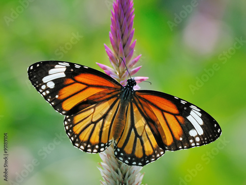 Butterfly (Common Tiger) and flower #90189104