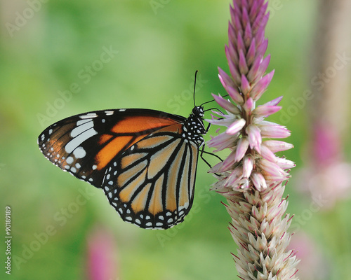 Butterfly (Common Tiger) and flower © panda3800
