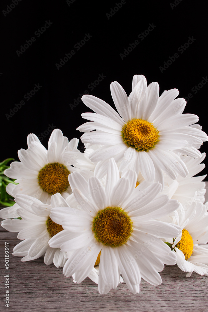 Obraz premium Leucanthemum vulgare on a wooden table, isolated on a black background