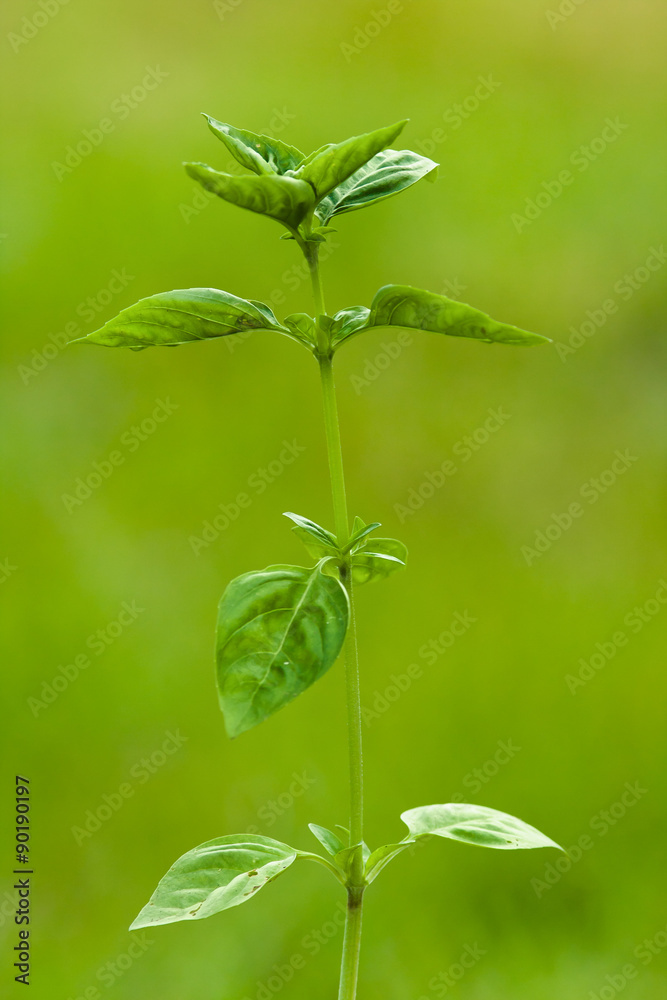 fresh green basil on blurred background fresh green basil on blurred background