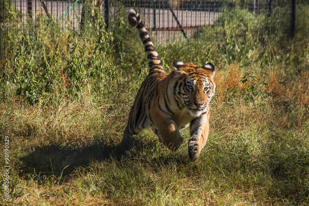 Fototapeta premium playful tiger