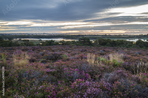 sunrise on heathland photo