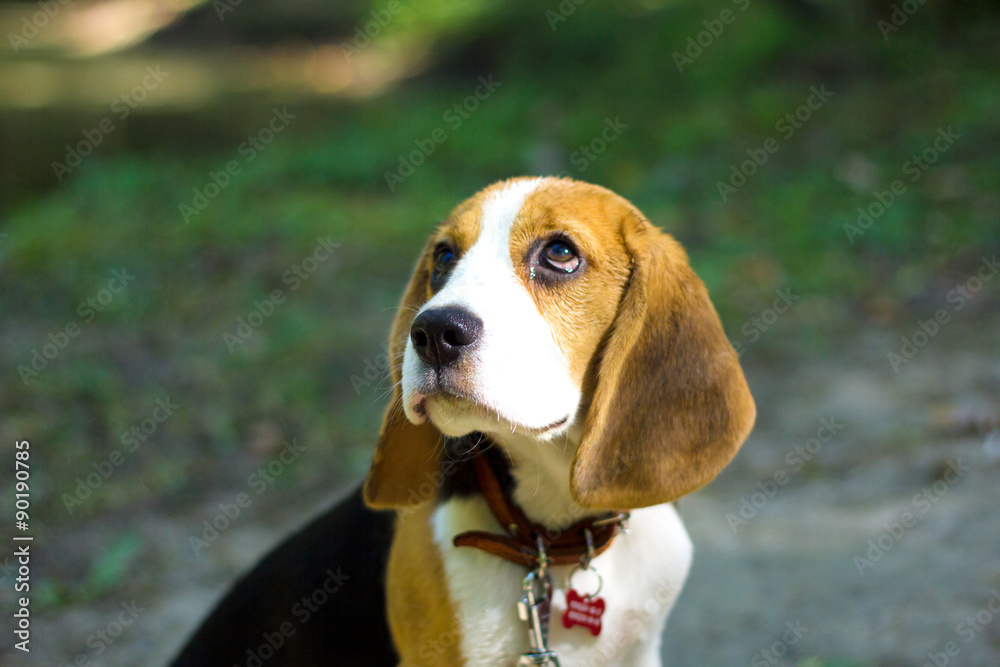 Beagle. Little puppy walks in the park.