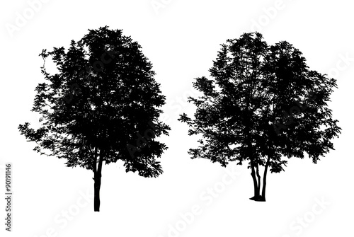 set of two trees silhouettes isolated on white background with c