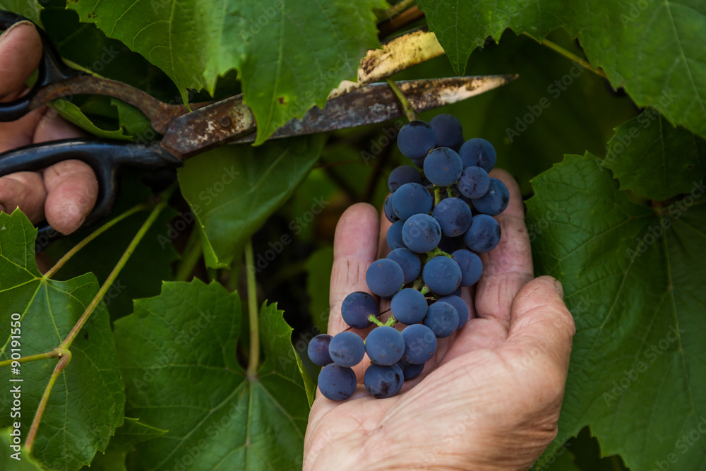 Harvesting of grapes