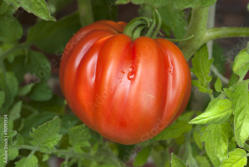 Reife Fleischtomate, Ochsenherztomate am Strauch, Tomatenpflanze, Coeur de boeuf Tomate 