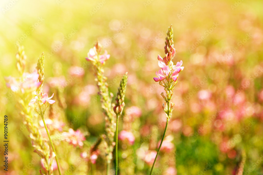 Fototapeta premium Beautiful wild flowers in the field with sunlight