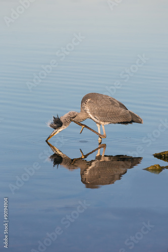 Grey heron, Ardea cinerea d...