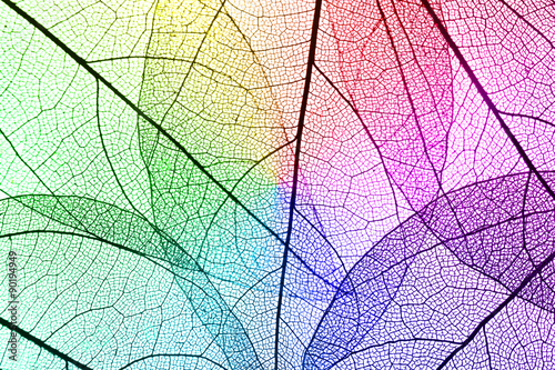 Multicolor decorative skeleton leaves background