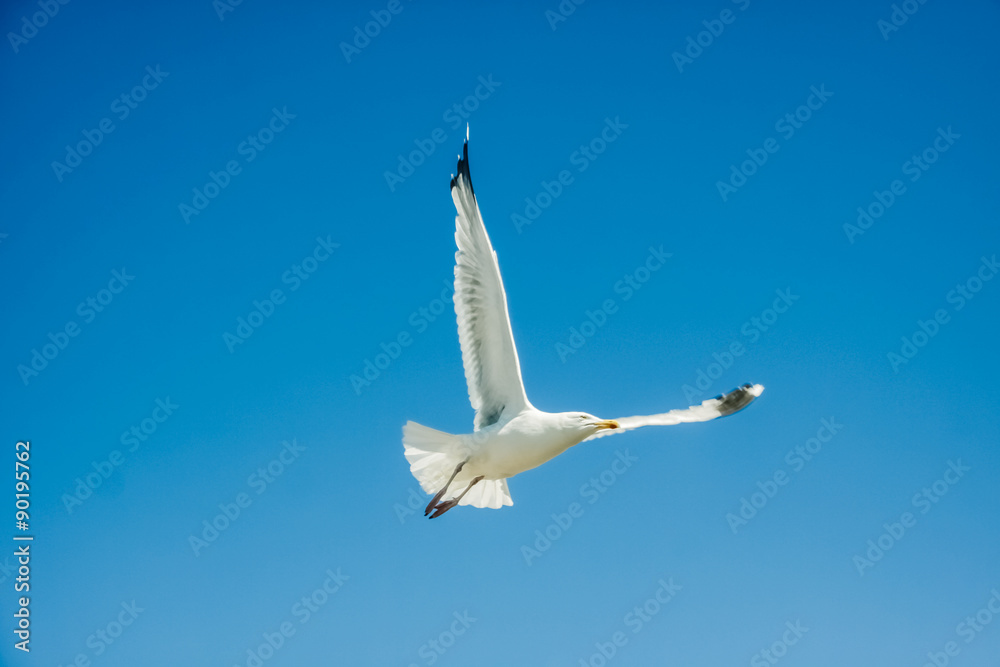 Obraz premium Seagull and sky