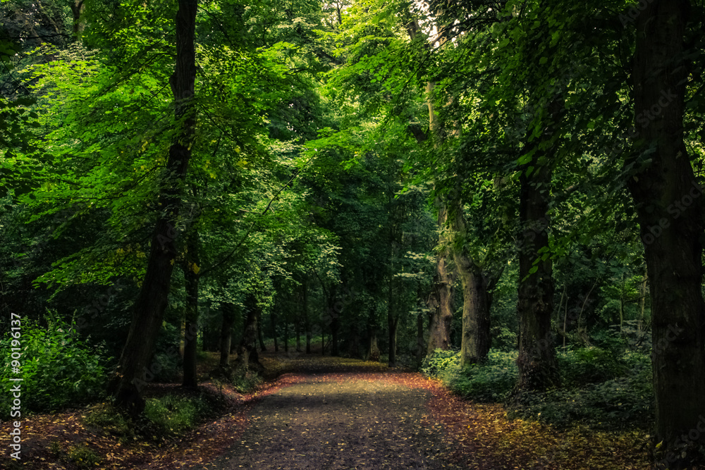 Obraz premium Path in the forest