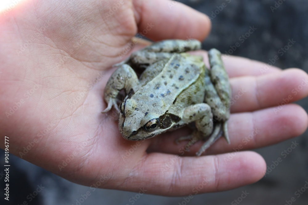 Grenouille Grenouille