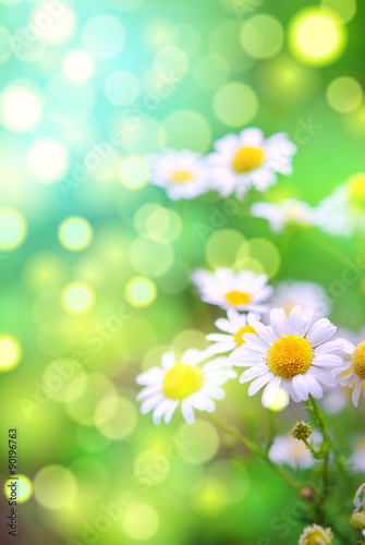 daisies in the garden, green bokeh background