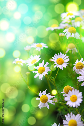 daisies in the garden, green bokeh background