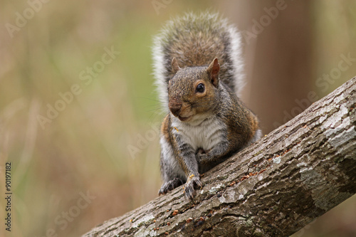 Gray Squirrel Sitting on Tree Trunk