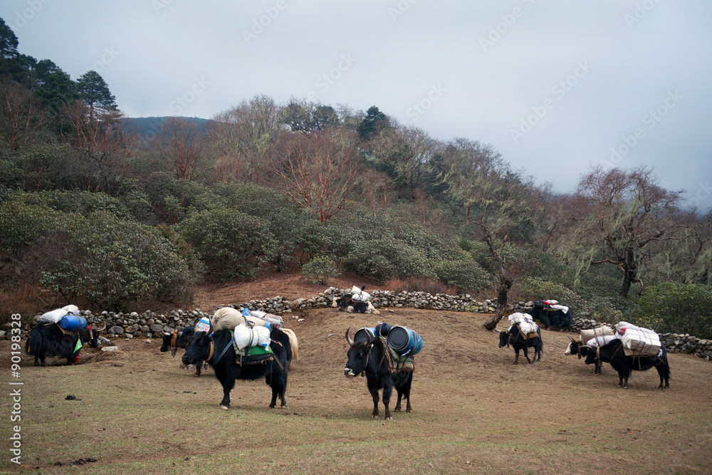 Caravan of yak in Sagarmatha National Park, Nepal