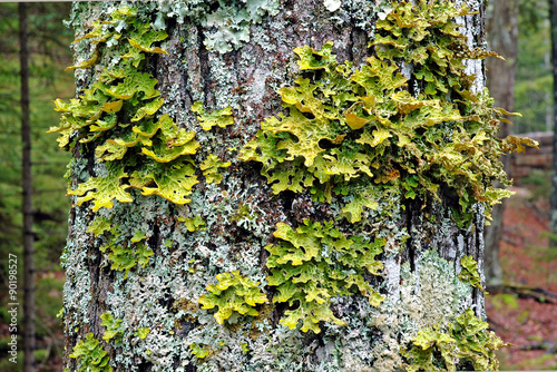 Moss and lichen growing on tree trunk