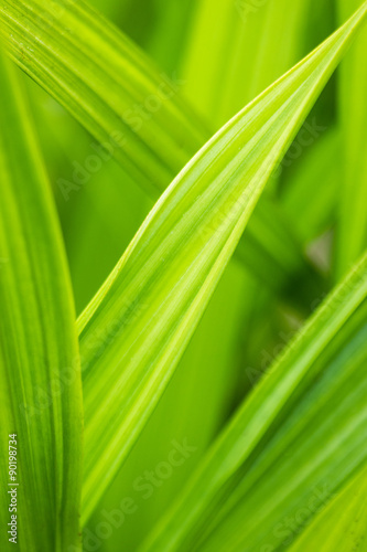 Green Grass Closeup