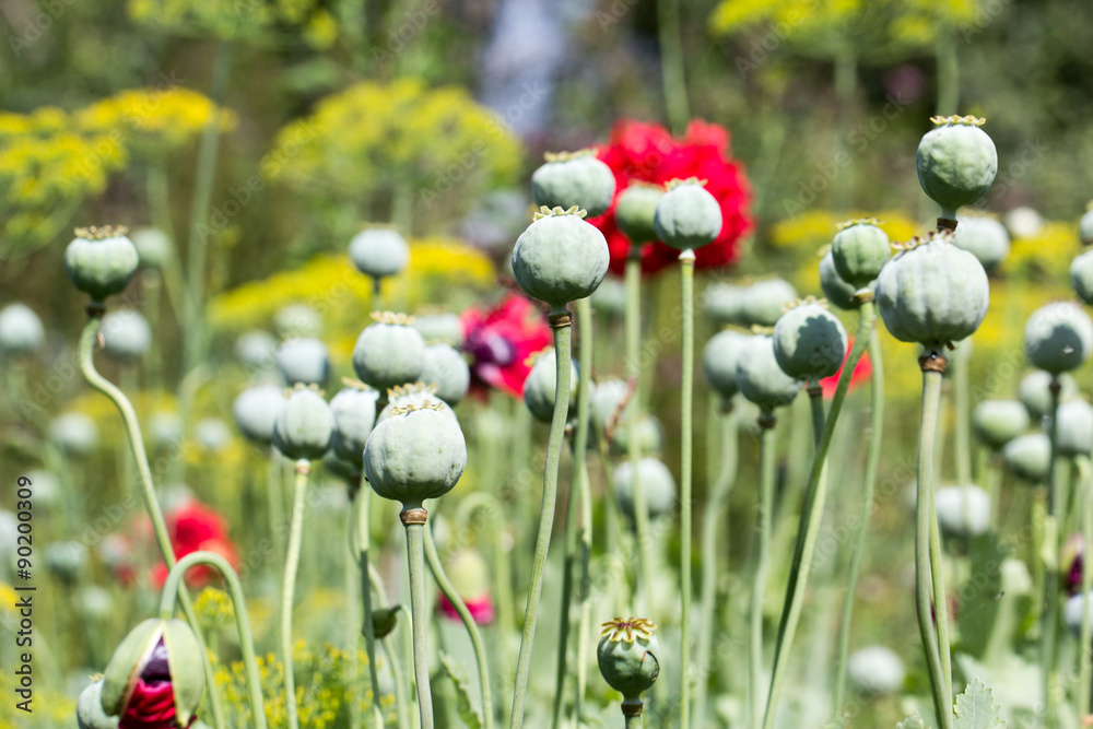 Fototapeta premium Green poppy head in garden